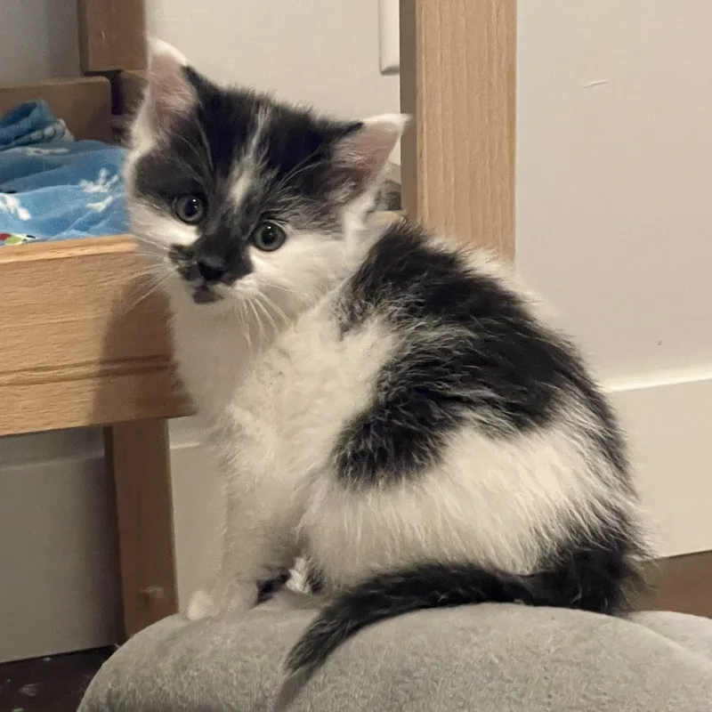 A baby small-sized female Black & White / Tuxedo Domestic Short Hair cat named Quiche for adoption in Grand Rapids, MI