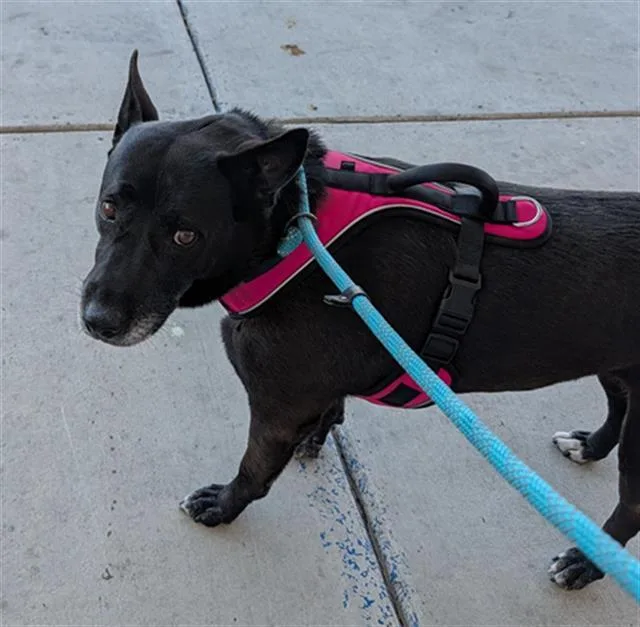 An adult medium-sized female Labrador Retriever dog named Oreo for adoption in Bakersfield, CA