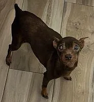 A senior small-sized female Black Miniature Pinscher dog named Canela for adoption in Pinellas Park, FL