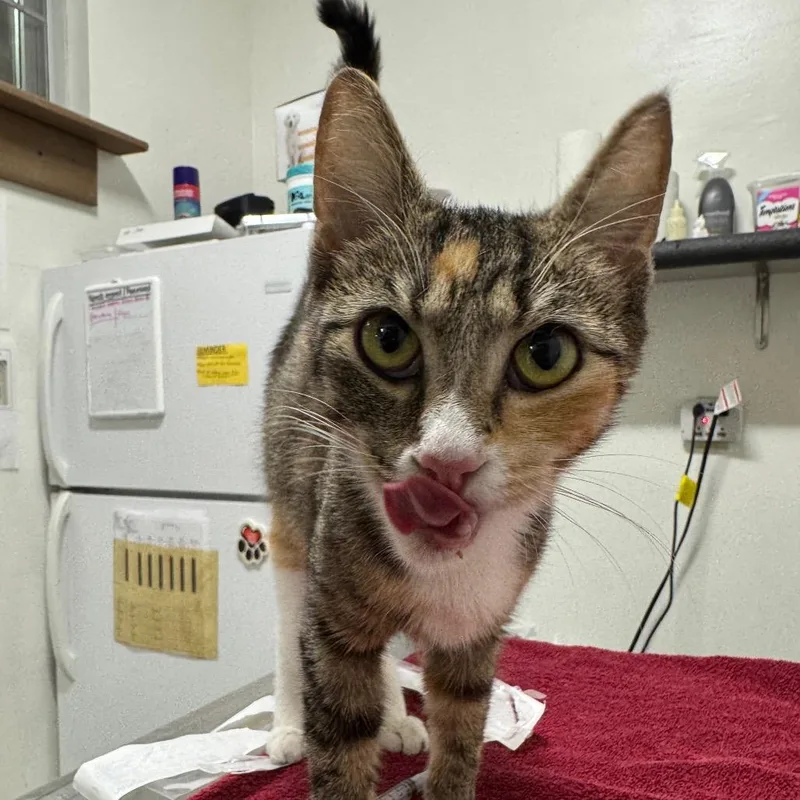 An adult medium-sized female Torbie Domestic Short Hair cat named Madame Marie Purrie for adoption in York, PA