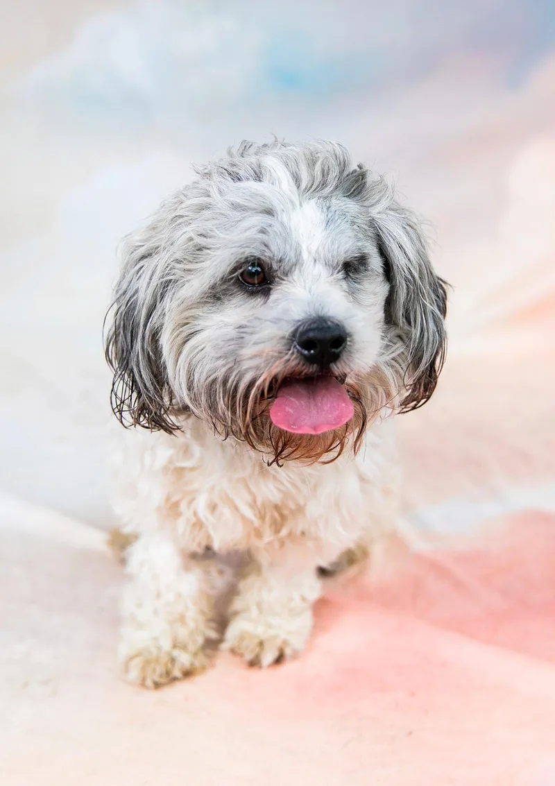 An adult small-sized male Poodle dog named Teddy for adoption in Pasadena, CA