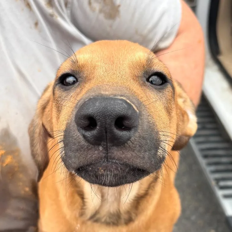 Peanut