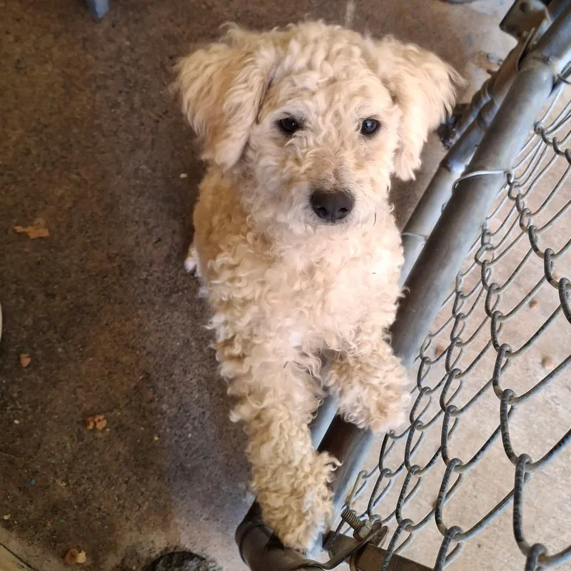 An adult small-sized female White / Cream Poodle dog named Ct Lucy for adoption in Eastford, CT