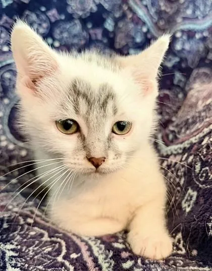 A baby small-sized male White Domestic Short Hair cat named Tenderheart Bear for adoption in Kansas City, MO