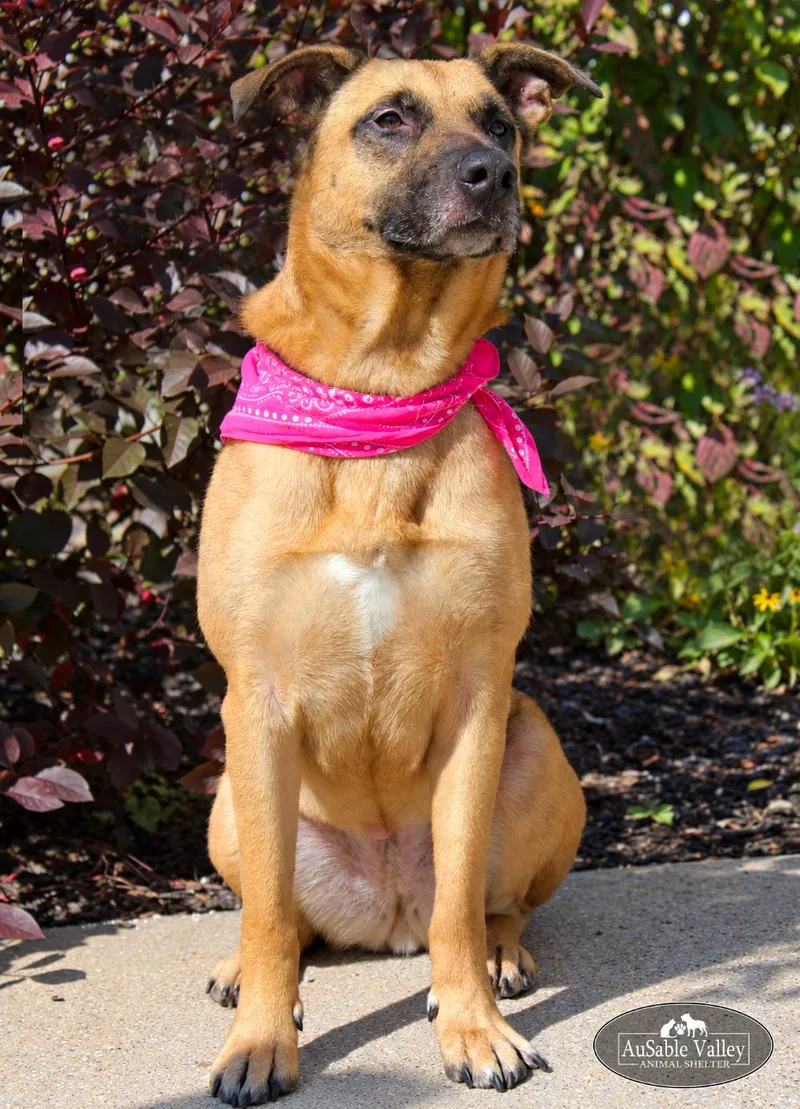 An adult large-sized female Apricot / Beige Mixed Breed dog named Koda for adoption in Grayling, MI