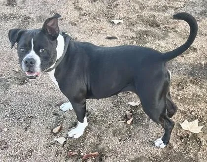 An adult medium-sized female Black Mixed Breed dog named Bell Bottoms for adoption in Georgetown, TX
