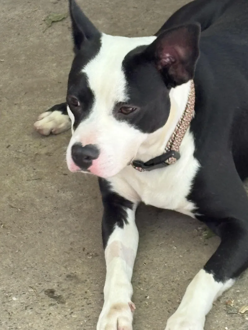 A young medium-sized male Black Bull Terrier dog named Andy for adoption in Fincastle, VA