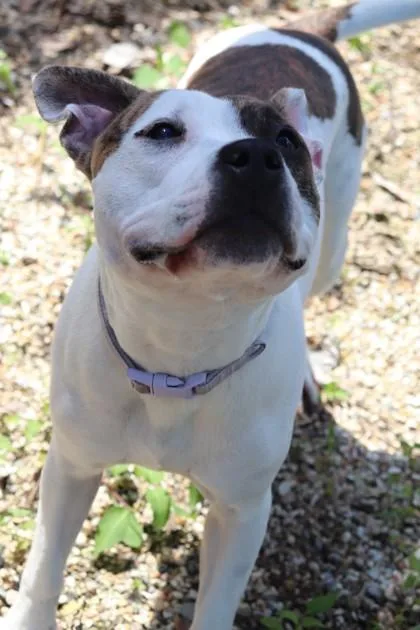 An adult large-sized female Pit Bull Terrier dog named Frannie for adoption in New Orleans, LA