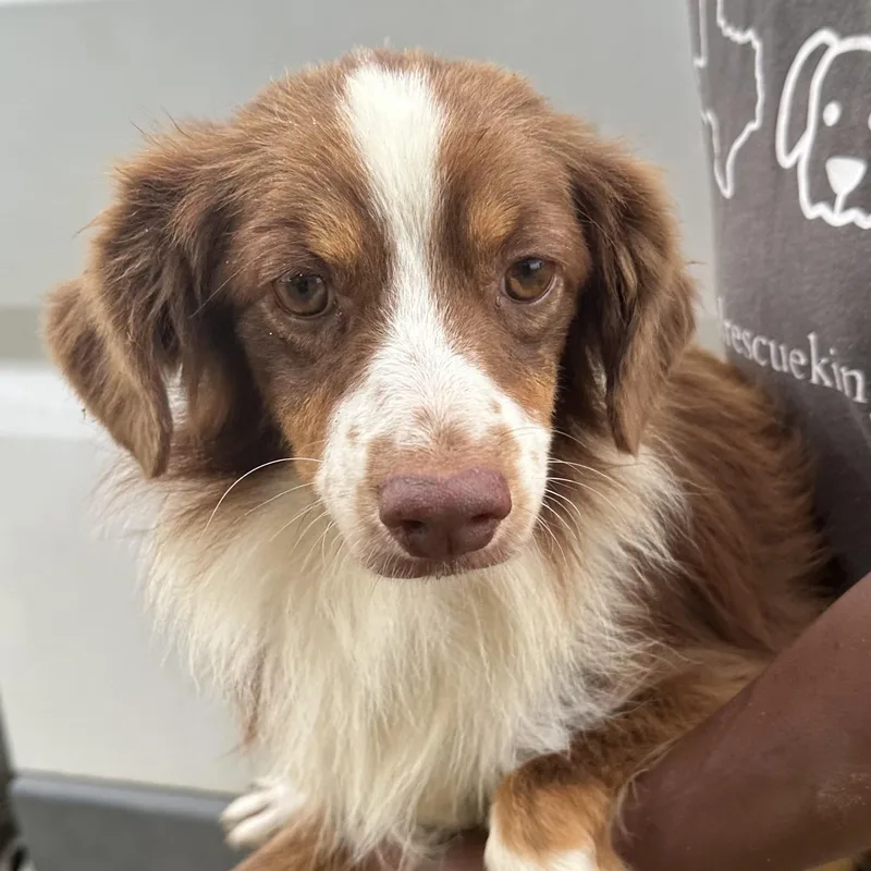 A young medium-sized male Brown / Chocolate Australian Shepherd dog named Rocco  Local Sept for adoption in Brookshire, TX