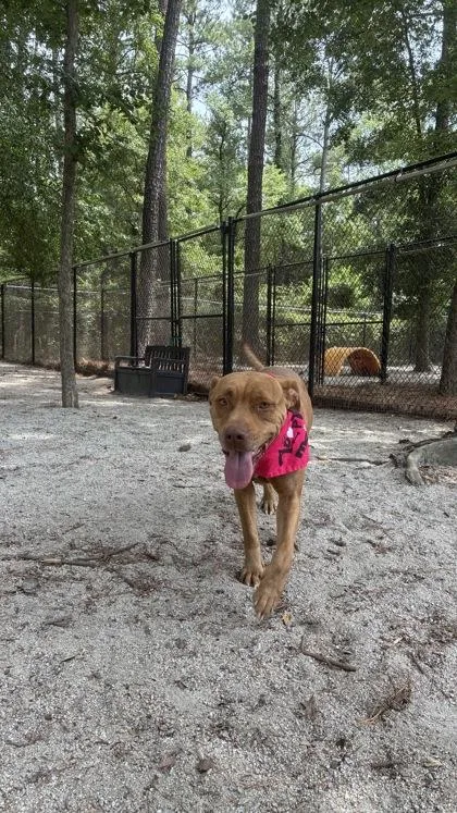 A young large-sized female Golden Mixed Breed dog named Cheyenne for adoption in Georgetown, SC