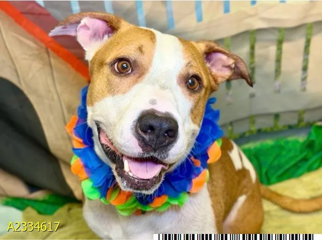 A young medium-sized male Mixed Breed dog named Hughie for adoption in West Palm Beach, FL