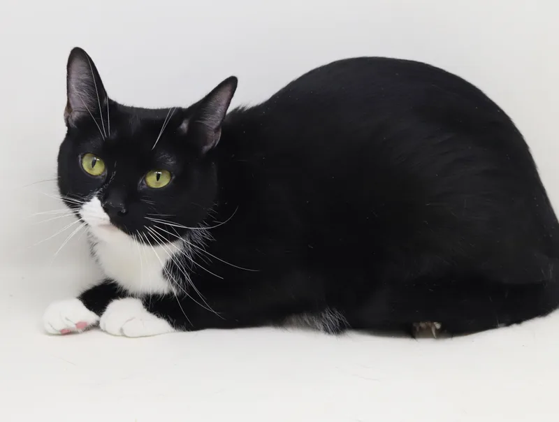 Waffles is simply wonderful thumbnail 5