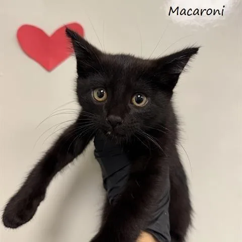 Macaroni