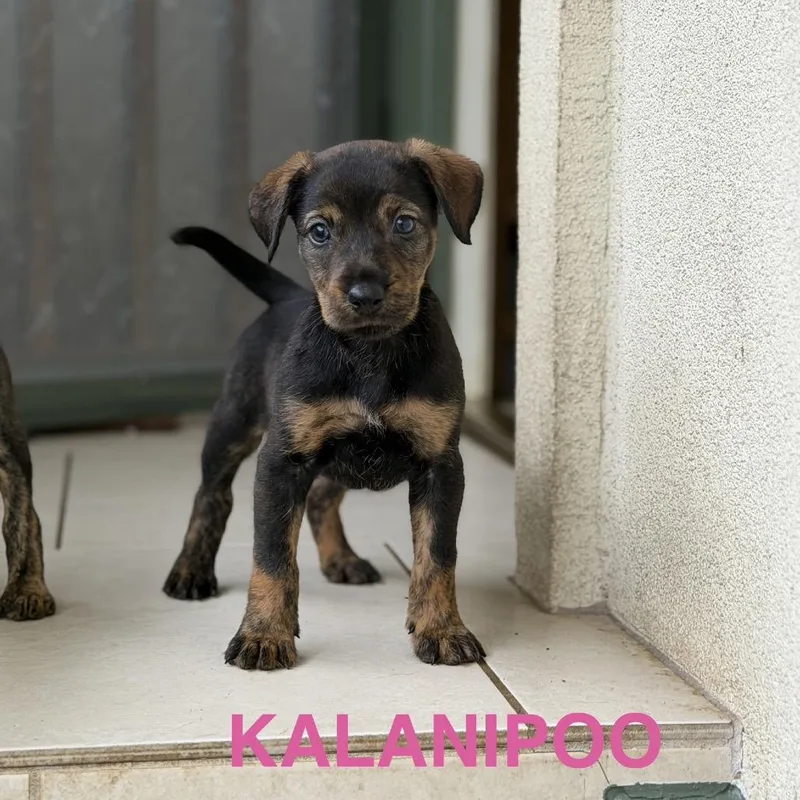 A baby small-sized female Black Mixed Breed dog named Kalanipoo for adoption in Keaau, HI