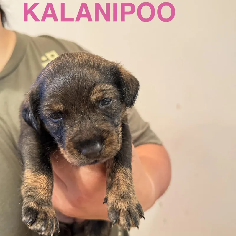 Kalanipoo thumbnail 2