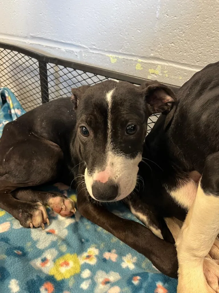 A baby medium-sized female Pit Bull Terrier dog named Minnie for adoption in Troy, OH