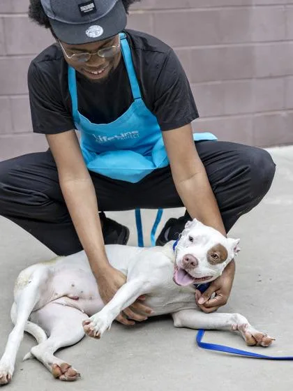 An adult large-sized female Mixed Breed dog named Queen for adoption in Chamblee, GA