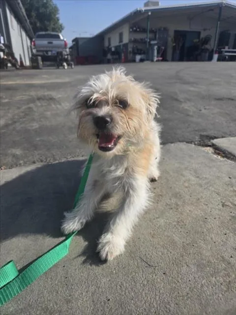 A young small-sized female Maltese dog named Chloe for adoption in San Bernardino, CA
