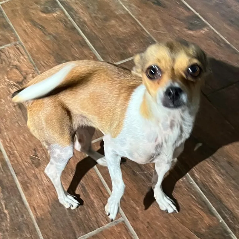 A young small-sized female Tricolor (Brown, Black, & White) Chihuahua dog named Bella for adoption in Lancaster, CA