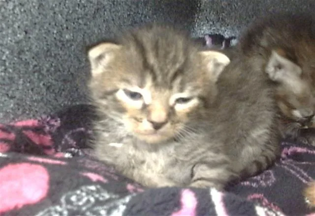 A young medium-sized male Domestic Short Hair cat named Abel for adoption in Dallas, TX