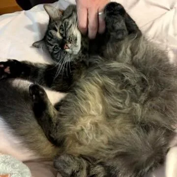Arya