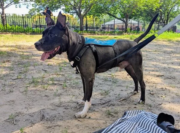 An adult large-sized male Mixed Breed dog named Biggs for adoption in Ridgewood, NY