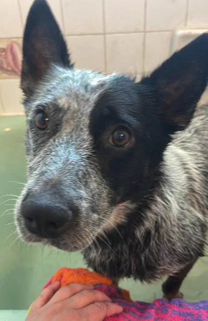 A young medium-sized female Australian Cattle Dog / Blue Heeler dog named Gretchen for adoption in Colville , WA