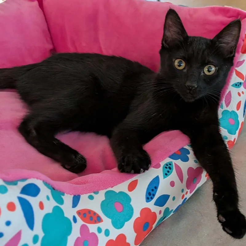 A baby medium-sized female Black Domestic Short Hair cat named Riley for adoption in Queen Creek, AZ