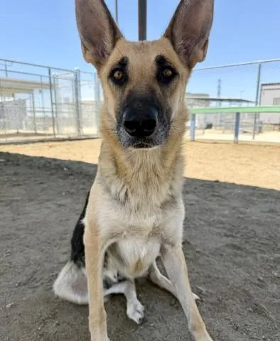 An adult large-sized female Black German Shepherd Dog dog named Lucy  URGENT for adoption in Thousand Oaks, CA