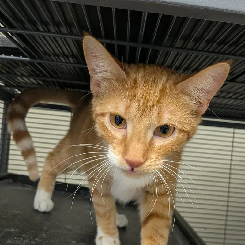 A young medium-sized female Orange / Red Domestic Short Hair cat named Pepper for adoption in Hannibal, MO
