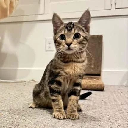 A baby small-sized male Brown / Chocolate Domestic Short Hair cat named Pippin Harrison for adoption in Eagle Mountain, UT