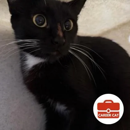 An adult small-sized female Domestic Short Hair cat named Barbara Walters for adoption in Roseville, CA