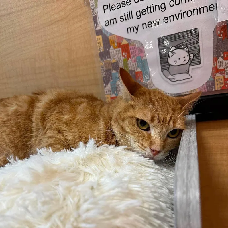 A young medium-sized female Tabby (Orange / Red) Tabby cat named Honey for adoption in Warr Acres, OK