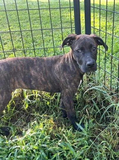 A baby large-sized female Terrier dog named Sheba for adoption in Malvern, PA