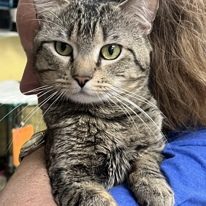 An adult medium-sized male Tabby (Brown / Chocolate) Domestic Short Hair cat named Bando for adoption in Johnston, RI