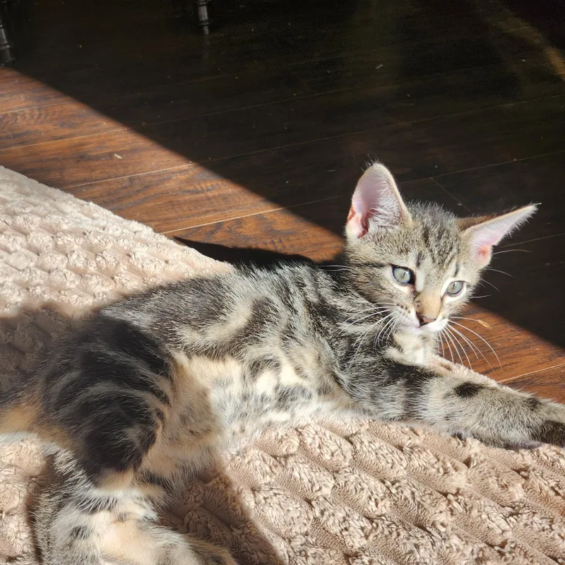 A baby small-sized male Black Tabby cat named Sprout for adoption in Staten Island, NY