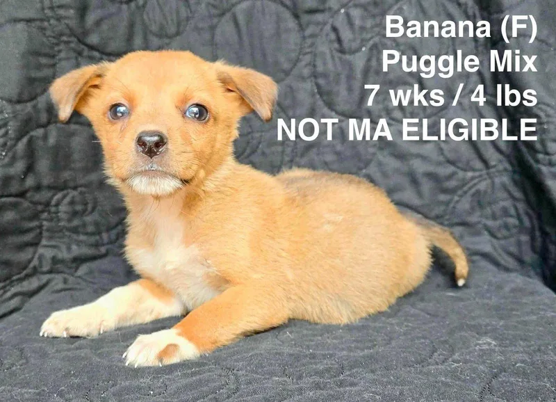 A young small-sized female Pug dog named Banana for adoption in Pomfret Center, CT