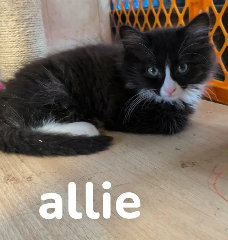 A young small-sized male Domestic Short Hair cat named Allie Dean for adoption in Manchester, CT