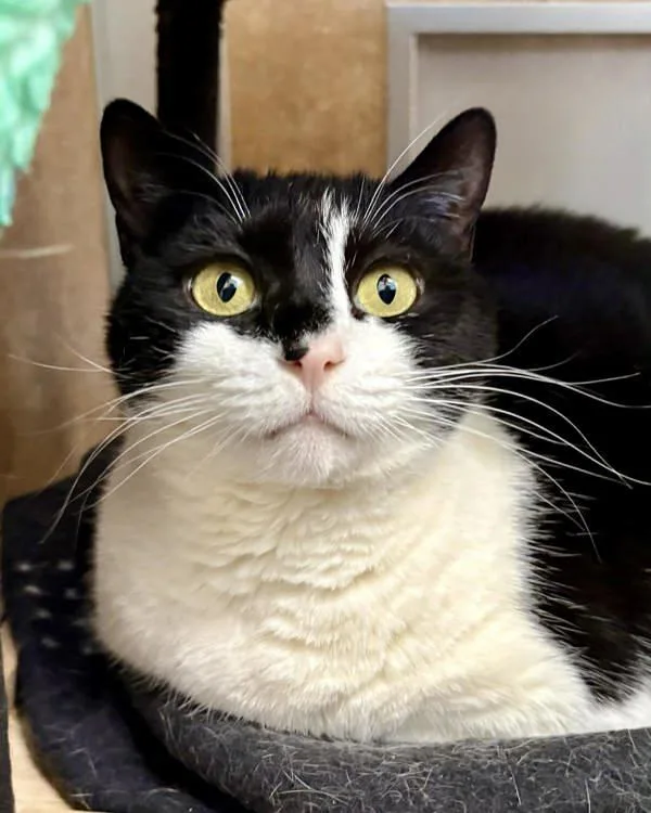 A senior small-sized female Domestic Medium Hair cat named Frida for adoption in Novato, CA
