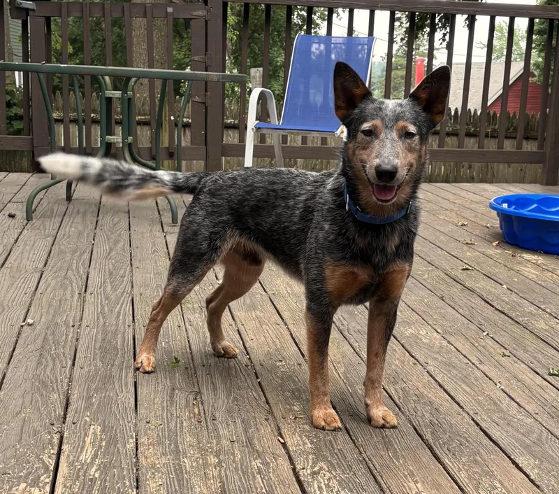 A young medium-sized male Gray / Blue / Silver Australian Cattle Dog / Blue Heeler dog named Binky for adoption in Hempstead, NY