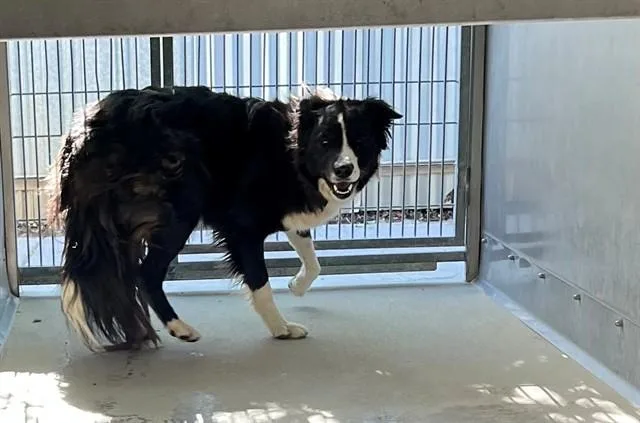 An adult large-sized male Border Collie dog named Rocky for adoption in Lancaster, CA