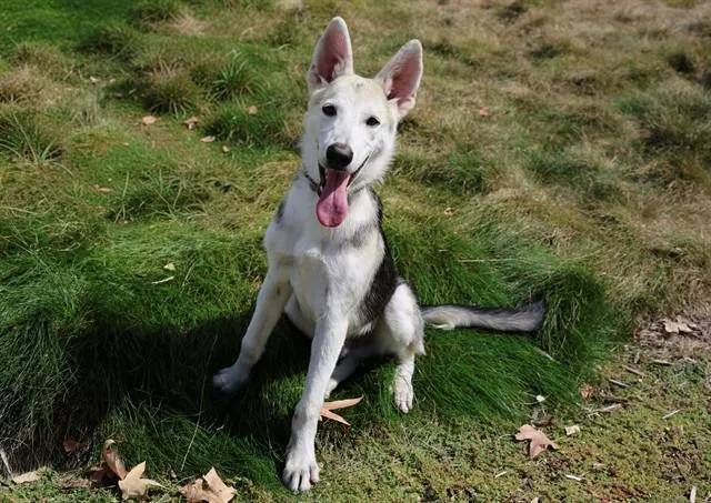 A young medium-sized male German Shepherd Dog dog named Oliver for adoption in San Luis Obispo, CA