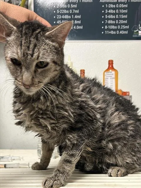 An adult medium-sized male Domestic Short Hair cat named Camel for adoption in Bakersfield, CA