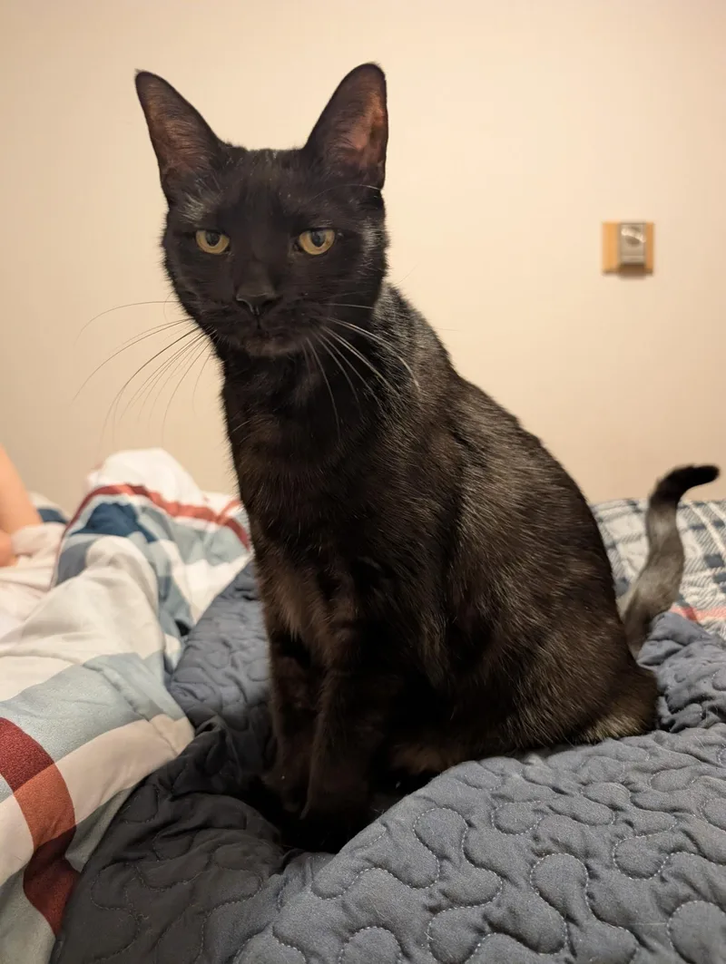 Mr President thumbnail 2