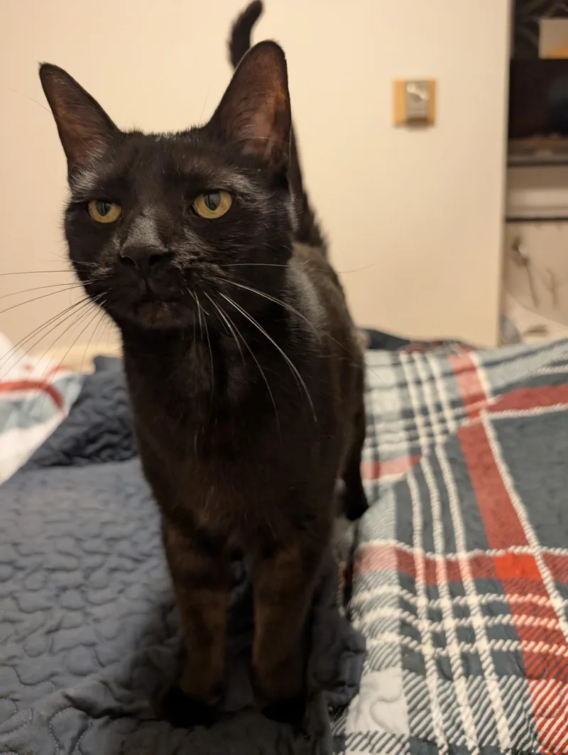 Mr President thumbnail 3