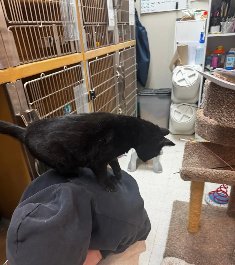 Mr President thumbnail 4