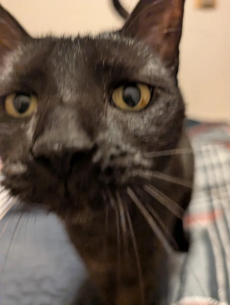 Mr President thumbnail 5