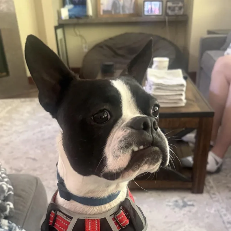 A young small-sized male Black Boston Terrier dog named Koda for adoption in San Mateo, CA