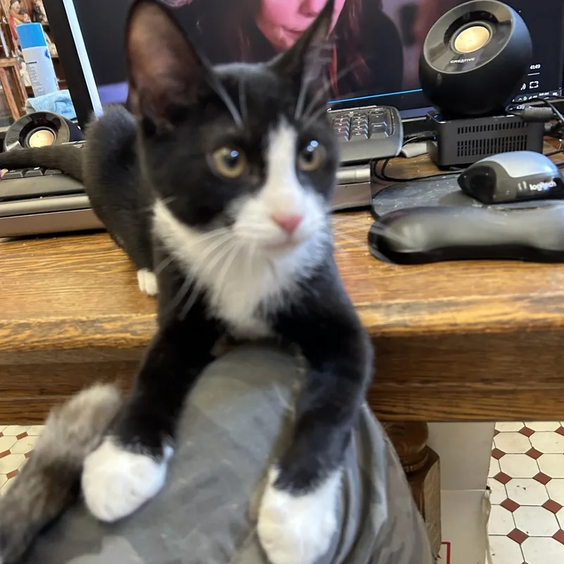 A baby medium-sized male Black & White / Tuxedo Domestic Short Hair cat named Lawrence for adoption in Springdale, AR
