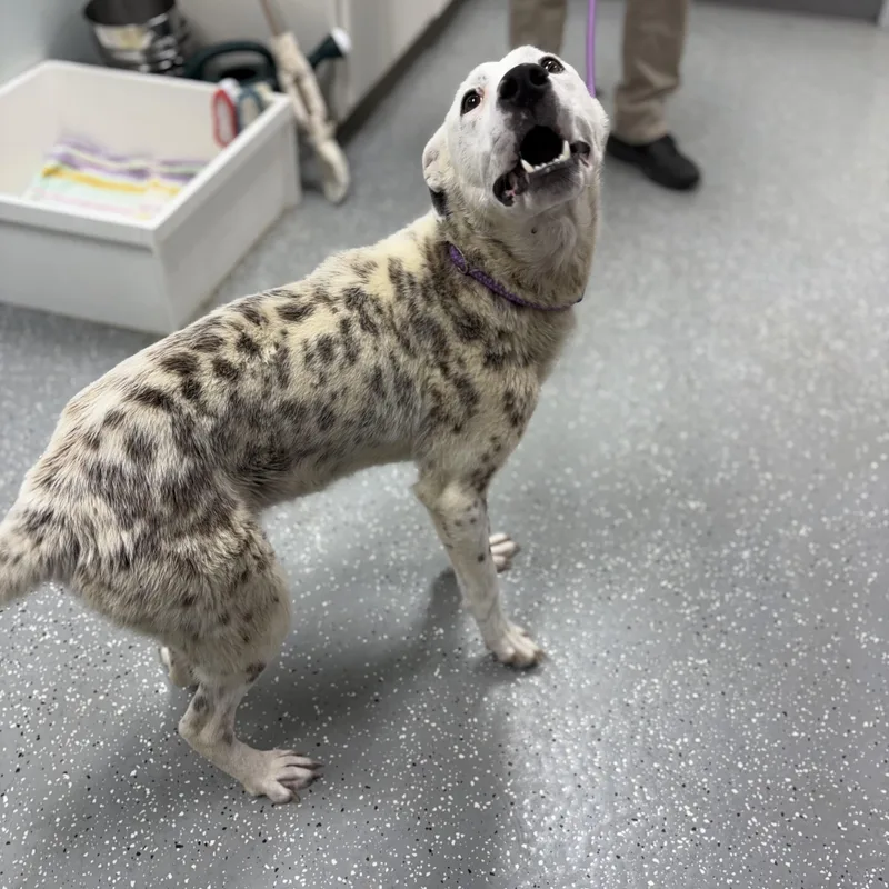 A baby medium-sized female White / Cream Mixed Breed dog named Darla for adoption in Bardstown, KY